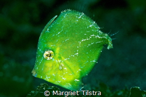 Cute juvenile filefish
Nikon D80, Nikkor 105mm, ISO 100,... by Margriet Tilstra 